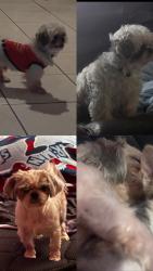 Lost Male Dog last seen 24th Ave, Miami, FL 33142