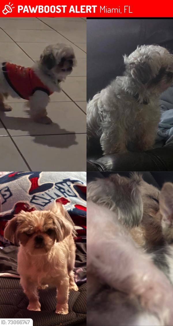 Lost Male Dog last seen 24th Ave, Miami, FL 33142
