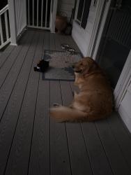 Found/Stray Unknown Dog last seen Near dovetail Ct, Glen Allen, VA 23060