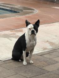 Reunited Male Dog last seen Citrus and Rosemary, Fontana, CA 92335