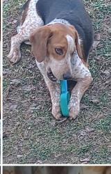 Reunited Male Dog last seen Huntington ATM, Hulls Super Duper, Hanover Township, OH 44423