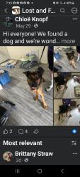 Lost Male Dog last seen Sullivan, Sparks, NV 89431