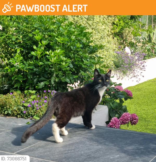 Found/Stray Female Cat last seen Lister gardens N181HZ , Greater London, England N18 1HZ