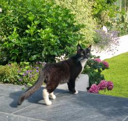 Found/Stray Female Cat last seen Lister gardens N181HZ , Greater London, England N18 1HZ