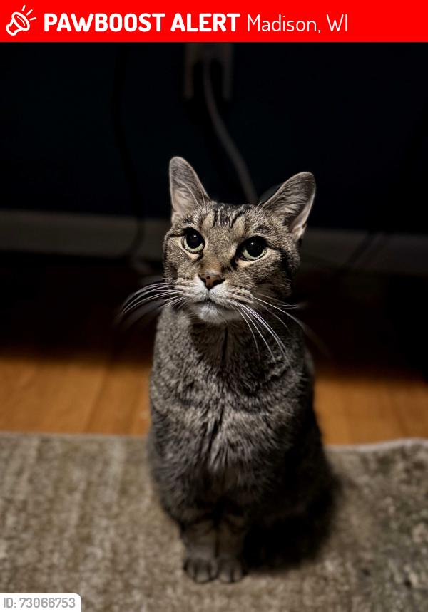 Lost Male Cat last seen Near Russett rd, madison, Madison, WI 53711