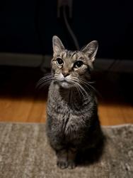 Lost Male Cat last seen Near Russett rd, madison, Madison, WI 53711