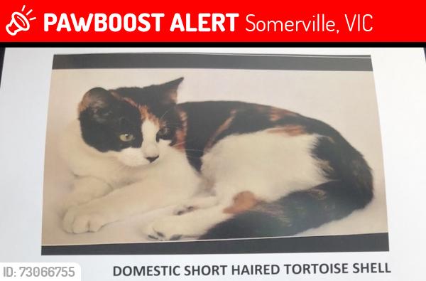 Lost Female Cat last seen Harrow avenue, Montrose Avenue, Banbury crt Somerville, Somerville, VIC 3912