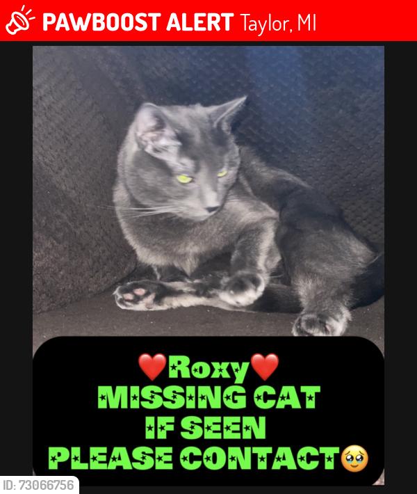 Lost Female Cat last seen Ecorse and Monroe, Taylor, MI 48180