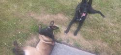 Found/Stray Male Dog last seen 56th & south Tacoma way, Tacoma, WA 98409