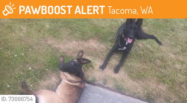 Found/Stray Male Dog last seen 56th & south Tacoma way, Tacoma, WA 98409