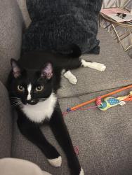 Reunited Male Cat last seen Davidson Day, Davidson, NC 28036