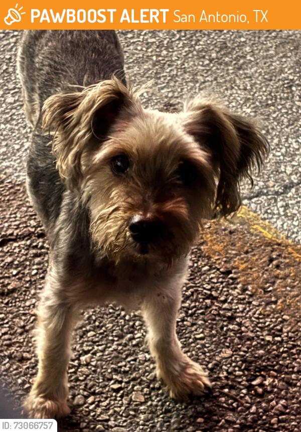 Found/Stray Male Dog last seen Walgreens on 138 SW Military Dr, San Antonio, TX 78221