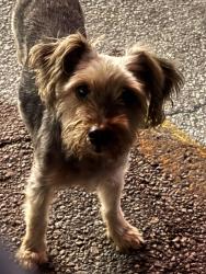 Found/Stray Male Dog last seen Walgreens on 138 SW Military Dr, San Antonio, TX 78221