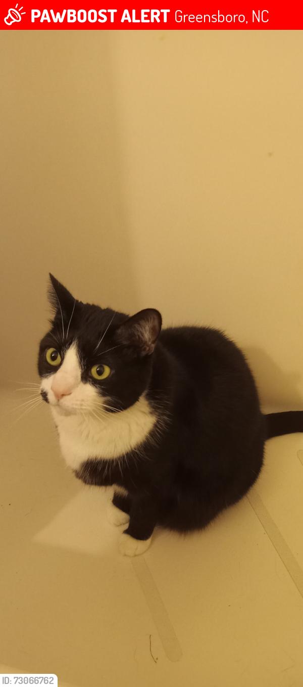 Lost Male Cat last seen Near Springmont Drive, Greensboro, NC 27405