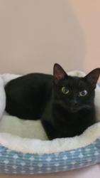 Lost Female Cat last seen Neighborhood behind O'Reilly's off post rd., Warwick, RI 02888