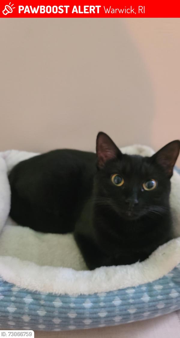 Lost Female Cat last seen Neighborhood behind O'Reilly's off post rd., Warwick, RI 02888