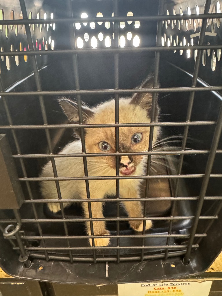Shelter Stray Female Cat last seen Bexar County, 3353 Morningside Dr, New Braunfels, TX 78132, USA