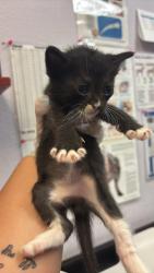 Shelter Stray Male Cat last seen Bexar County, 3353 Morningside Dr, New Braunfels, TX 78132, USA