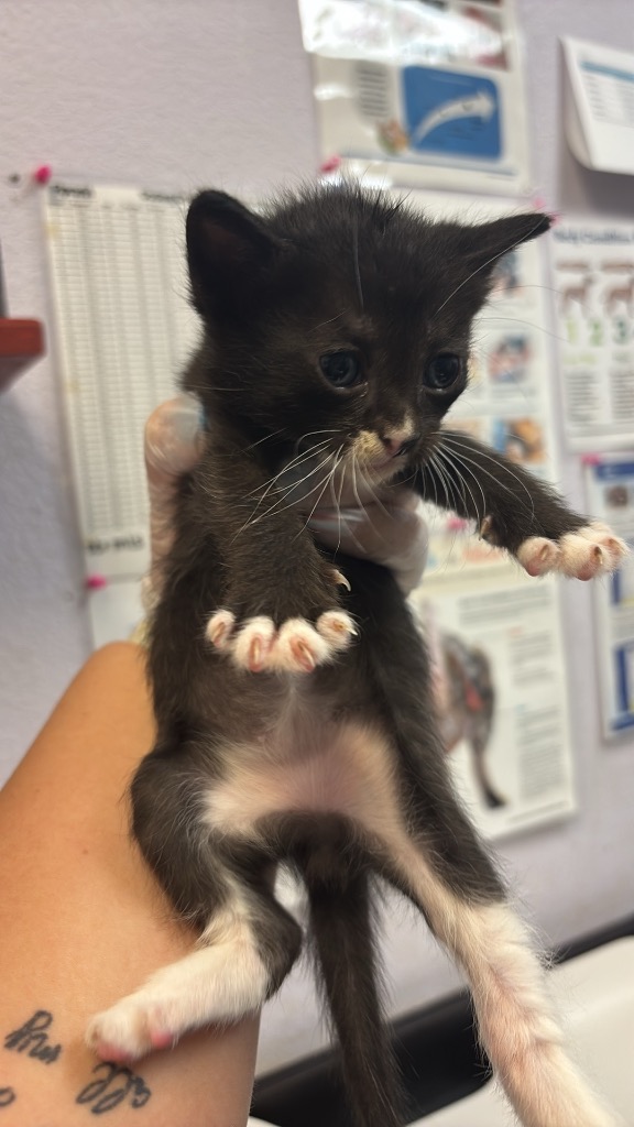Shelter Stray Male Cat last seen Bexar County, 3353 Morningside Dr, New Braunfels, TX 78132, USA