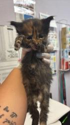 Shelter Stray Female Cat last seen Bexar County, 3353 Morningside Dr, New Braunfels, TX 78132, USA