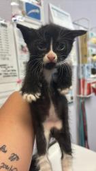 Shelter Stray Male Cat last seen Bexar County, 3353 Morningside Dr, New Braunfels, TX 78132, USA