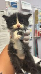 Shelter Stray Male Cat last seen Bexar County, 3353 Morningside Dr, New Braunfels, TX 78132, USA