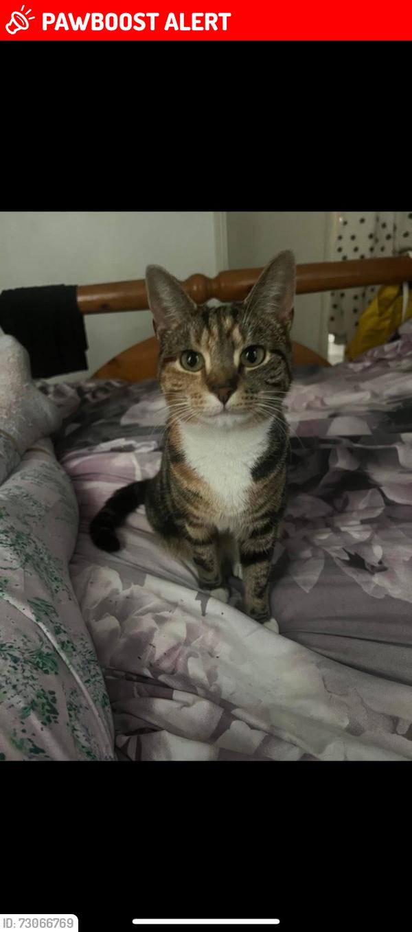Lost Female Cat last seen Porky penguin Manchester road, Milnsbridge, England HD4 5SN