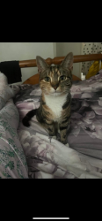 Lost Female Cat last seen Porky penguin Manchester road, Milnsbridge, England HD4 5SN