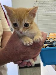 Shelter Stray Male Cat last seen Near BLOCK CYPRESS / FOUND IN ATTIC BY ROOFERS, 3951 Fruitvale Ave, Bakersfield, CA 93308, USA