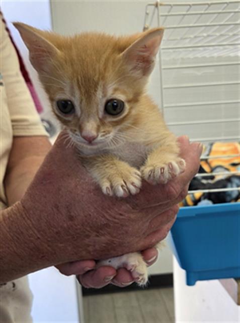 Shelter Stray Male Cat last seen Near BLOCK CYPRESS / FOUND IN ATTIC BY ROOFERS, 3951 Fruitvale Ave, Bakersfield, CA 93308, USA
