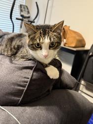Lost Male Cat last seen Westmoreland and meadow lark, Glenn Heights, TX 75154