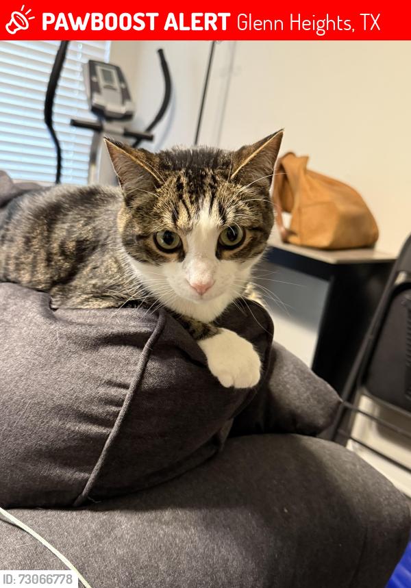 Lost Male Cat last seen Westmoreland and meadow lark, Glenn Heights, TX 75154