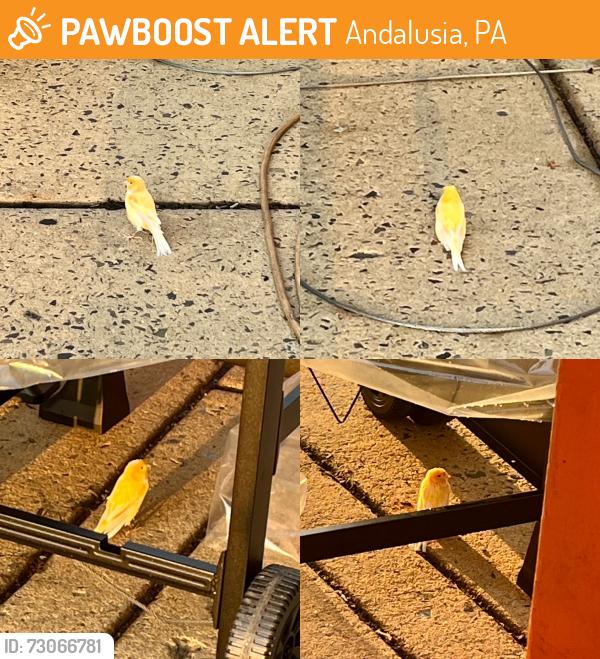 Found/Stray Unknown Bird last seen The Home Depot, Andalusia, PA 19020