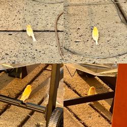 Found/Stray Unknown Bird last seen The Home Depot, Andalusia, PA 19020