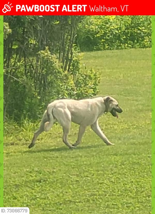 Lost Female Dog last seen Maple Street ext. And route 66 Waltham, Vt, Waltham, VT 05491