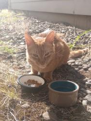 Found/Stray Male Cat last seen River RD, right across from Uhaul and Vietnamese restaurant., Salem, OR 97303