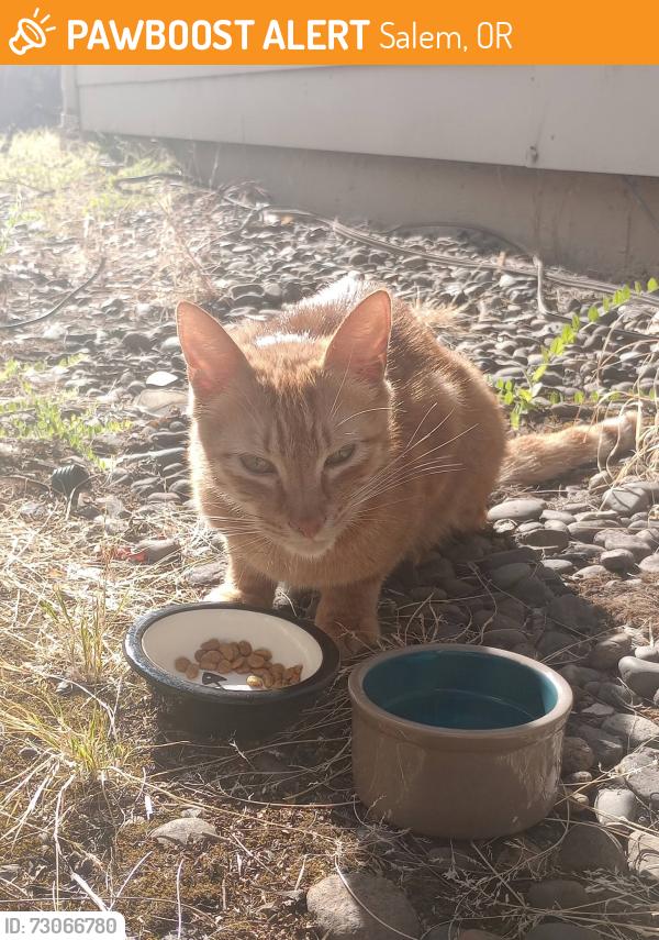 Found/Stray Male Cat last seen River RD, right across from Uhaul and Vietnamese restaurant., Salem, OR 97303