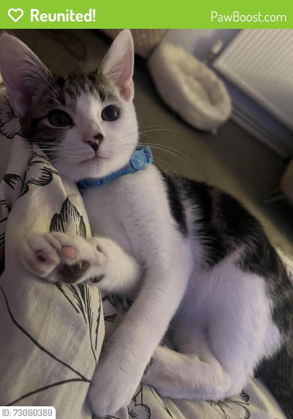 Reunited Male Cat last seen Railway Terrace, Blaina, Wales NP13 3BS