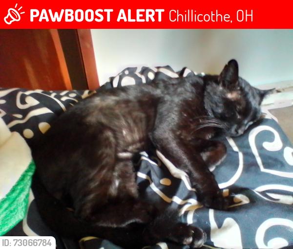 Lost Male Cat last seen Johnson Street/ Bishop flaget, Chillicothe, OH 45601