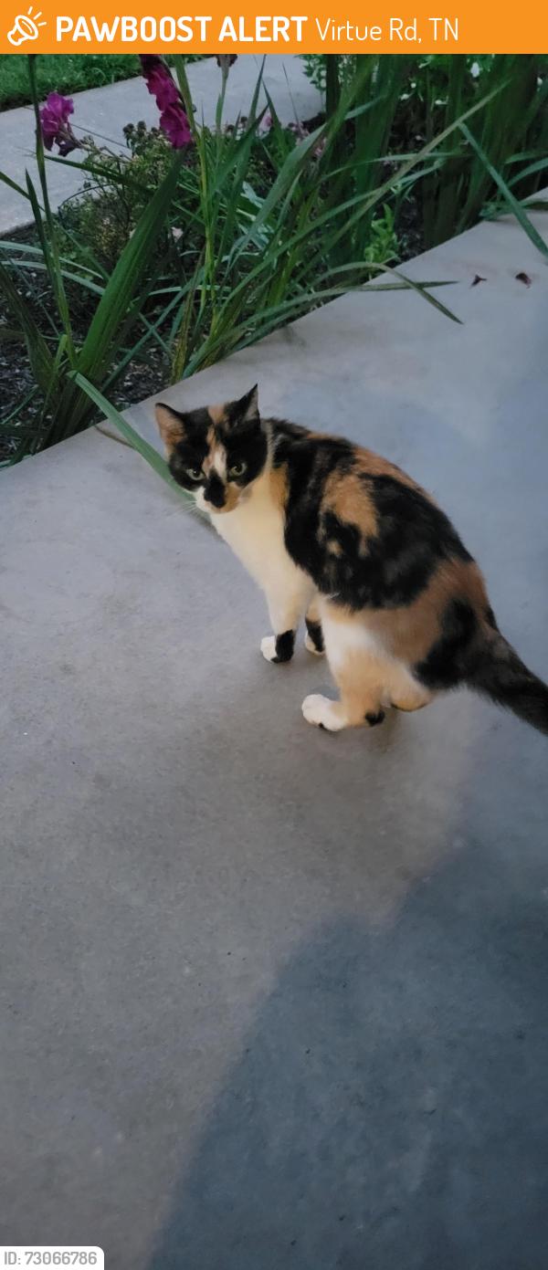 Found/Stray Unknown Cat last seen Virtue Rd Heron, Virtue Rd, TN 37772