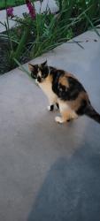 Found/Stray Unknown Cat last seen Virtue Rd Heron, Virtue Rd, TN 37772