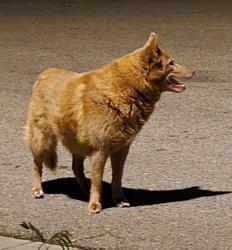 Found/Stray Male Dog last seen 17th Ave and Lashley Street, Longmont, CO 80504