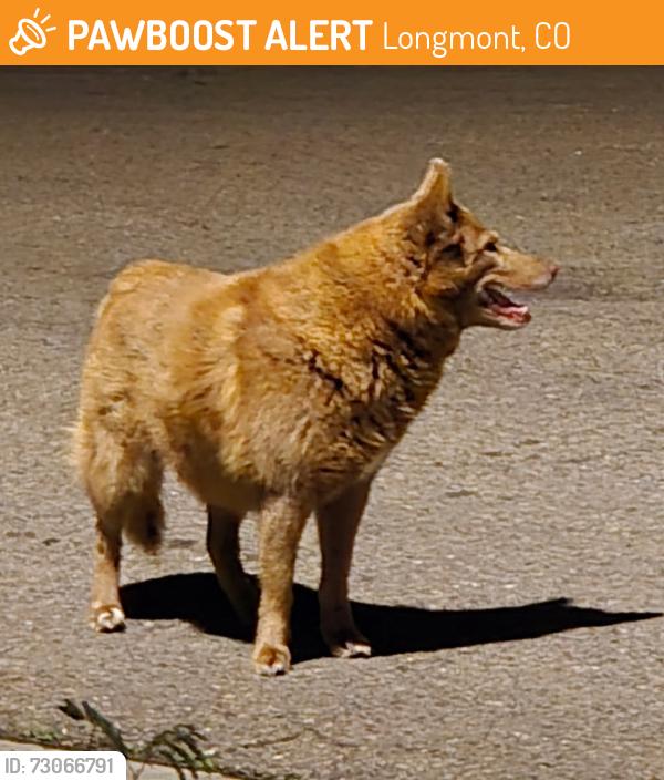 Found/Stray Male Dog last seen 17th Ave and Lashley Street, Longmont, CO 80504