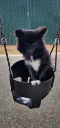 Lost Male Dog last seen Lament library, Lamont, CA 93241