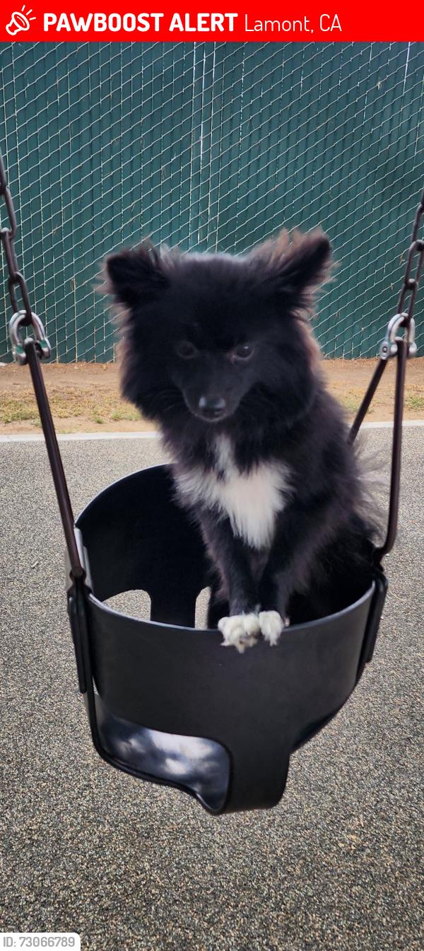 Lost Male Dog last seen Lament library, Lamont, CA 93241