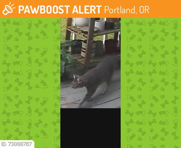 Found/Stray Unknown Cat last seen 140th place near Harold / Steele, Portland, OR 97236