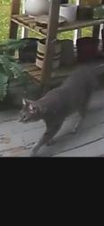 Found/Stray Unknown Cat last seen 140th place near Harold / Steele, Portland, OR 97236
