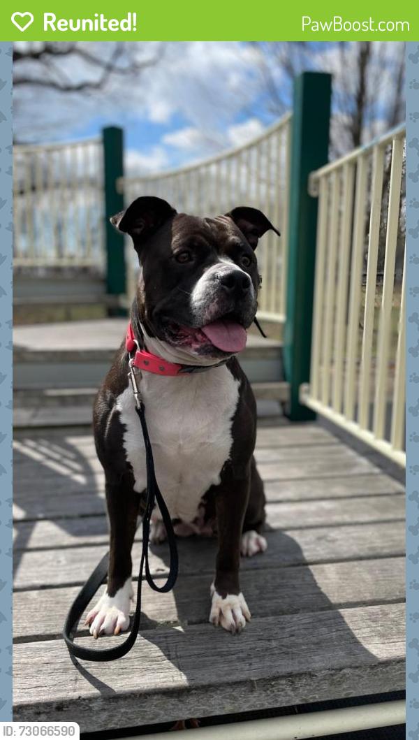 Reunited Female Dog last seen Foch blvd , Queens, NY 11434
