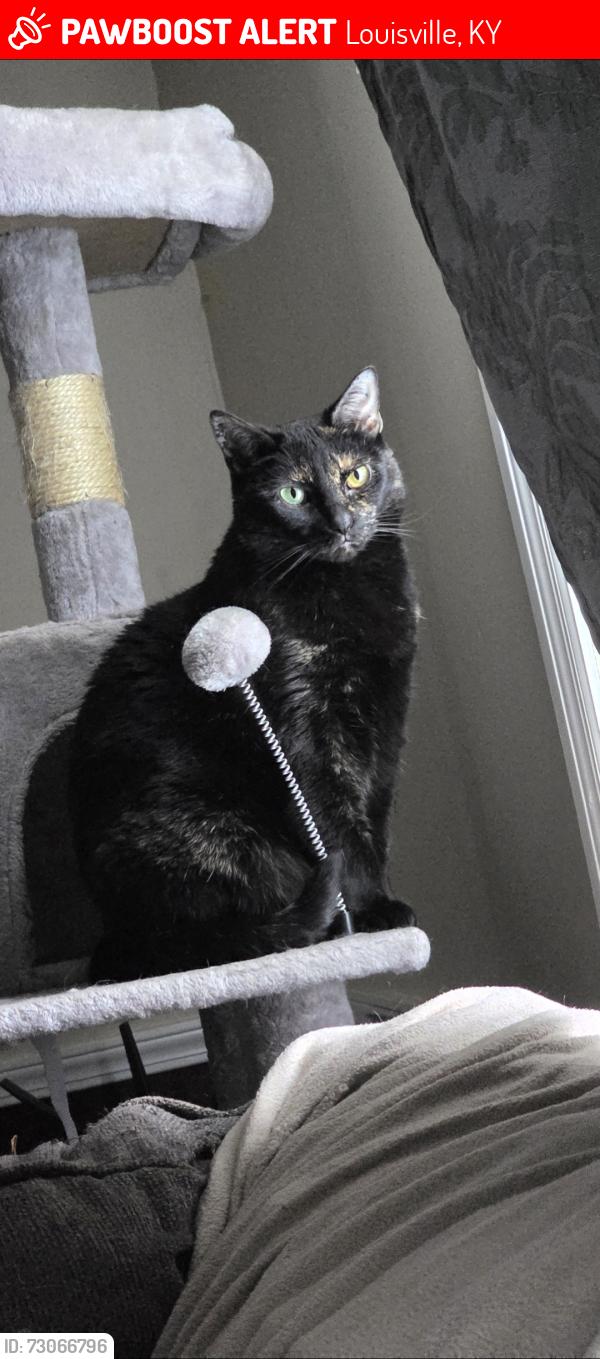 Lost Female Cat last seen Near pike peak Blvd louisville, Louisville, KY 40214