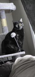 Lost Female Cat last seen Near pike peak Blvd louisville, Louisville, KY 40214